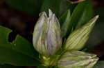 Striped gentian